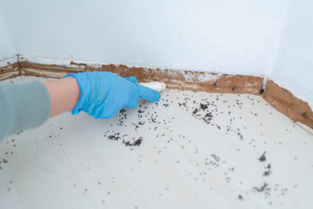 Best Flea Control Services  in Cherry Hill Mall, NJ